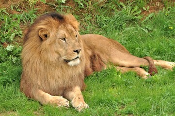 Animal del Parque de la Naturaleza de Cabárceno