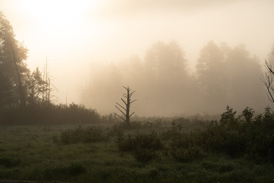 Sun shining through morning mist on silhouettes of bare trees © Mark