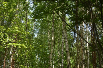 Fototapeta premium Light green summer forest