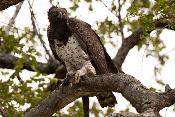 Aigle martial, lézard fouette queue,.Polemaetus bellicosus, Martial Eagle