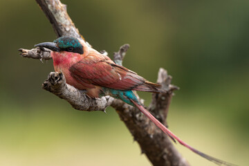 Guêpier carmin,.Merops nubicoides, Southern Carmine Bee eater