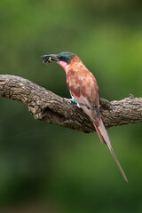 Guêpier carmin,.Merops nubicoides, Southern Carmine Bee eater