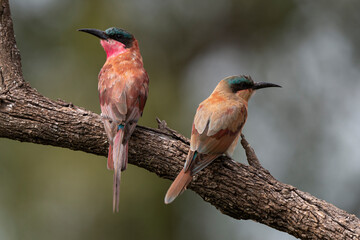 Guêpier carmin,.Merops nubicoides, Southern Carmine Bee eater