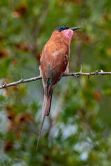 Gu&ecirc;pier carmin,.Merops nubicoides, Southern Carmine Bee eater