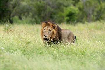 Lion, mâle, Panthera leo, Parc national du Kruger, Afrique du Sud