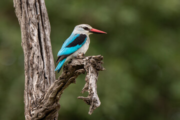 Martin chasseur à tête brune,.Halcyon albiventris, Brown hooded Kingfisher