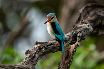 Martin chasseur à tête brune,.Halcyon albiventris, Brown hooded Kingfisher