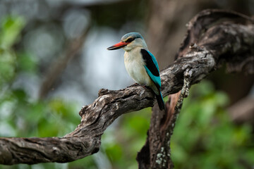 Martin chasseur à tête brune,.Halcyon albiventris, Brown hooded Kingfisher