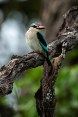 Martin chasseur à tête brune,.Halcyon albiventris, Brown hooded Kingfisher