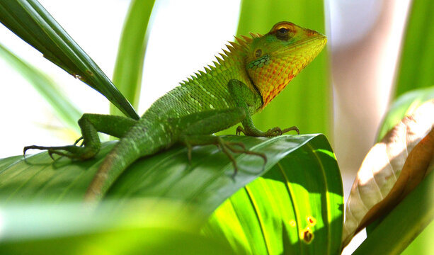 Dragon Chino  En La Isla De Sri Lanka