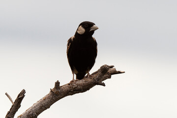 Moinelette à oreillons blancs,.Eremopterix leucotis, Chestnut backed Sparrow Lark