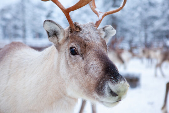 Reindeer Herd, In Winter, Lapland, Northern Finland. Animal Close-up