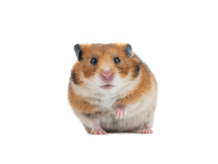 Syrian hamster isolated on white background