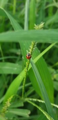 Beetlejuice on a leaf