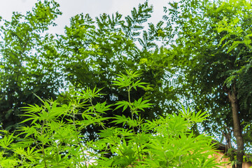 various pictures of Marijuana plants