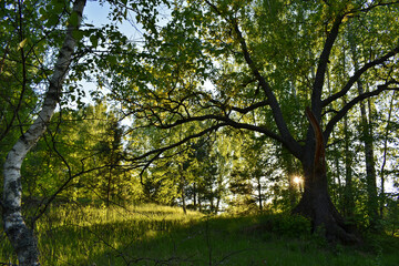 warm sunset in the green summer forest