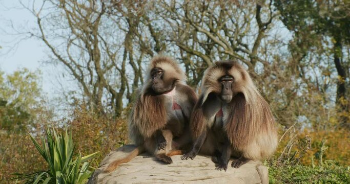 Portrait of African Gelada monkeys