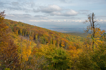 Forest in the fall. Woods in autumn.