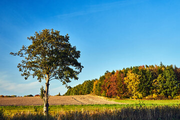 Obraz premium An autumn landscape full of colors with deciduous trees and a farmland in Poland 