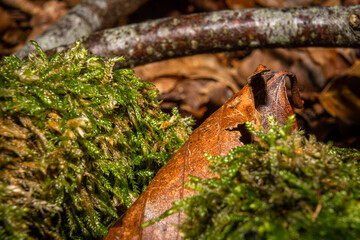 A closeup picture of a brown autumn leaf in green moss. Picture from Bokskogen, Malmo, southern Sweden