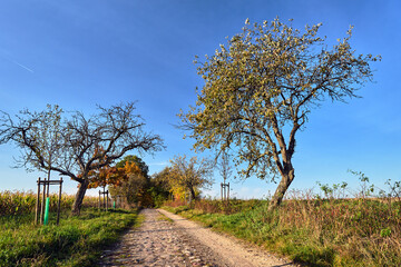 Rural landscape with a paved road and deciduous trees during autumn