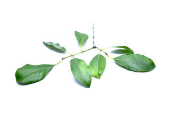 Sandalwood Santalum Album Plant Stem Leaves Isolated Photo with White Background