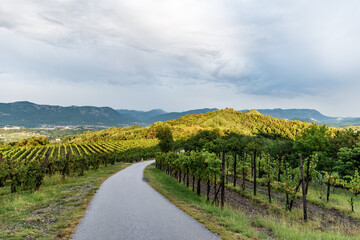 Fototapeta na wymiar View of the vineyards after a storm in the mountainous region of Slovenia