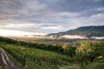 View of the vineyards after a storm in the mountainous region of Slovenia.