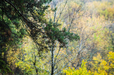Pine branches in the park. Selective focus.
