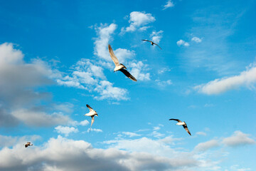 birds flying in the sky