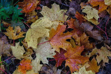 Autumn background with wet colored leaves.