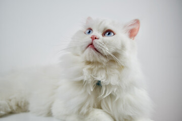 Persian Doll Face Chinchilla White Cat. Fluffy cute pet animal with blue eyes