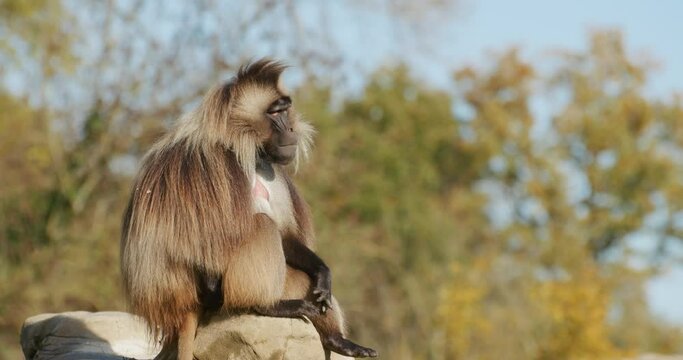 Portrait of African Gelada monkey