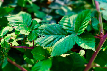 Close-up green blackberry leaves background