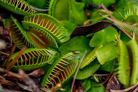 Venus Fly Trap Macro