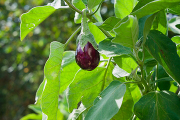 Eggplant in the garden. Fresh organic eggplant aubergine. Purple aubergine growing in the soil.
