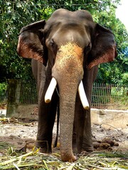 elephant in the zoo