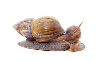 Two beautiful snails.