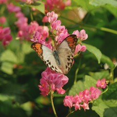 ツマベニチョウ 2