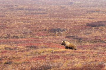 Grizzly Bear in Aalska in Autumn