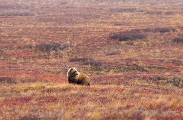 Grizzly Bear in Aalska in Autumn