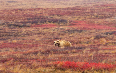 Grizzly Bear in Aalska in Autumn