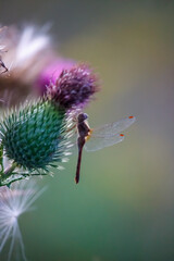 Dragonfly on a Thistle