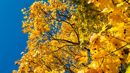 Golden autumn leaves on maples near Ostroda, Poland