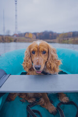 Funny red spaniel rides a green boat in October against the background of autumn nature
