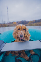 Funny red spaniel rides a green boat in October against the background of autumn nature