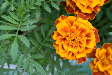 Marigolds flower (Tagetes erecta, Mexican marigold, Aztec marigold, African marigold). Top view