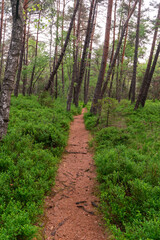 Fototapeta na wymiar Green forest showing beautiful natural hikingtrail
