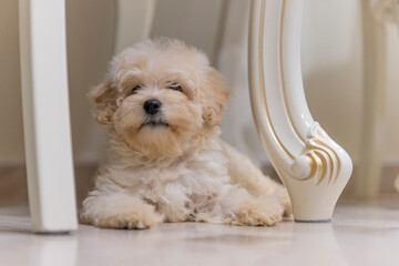 a cross between a Maltese lapdog and a miniature poodle