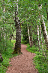 Fototapeta na wymiar Green forest showing beautiful natural hikingtrail